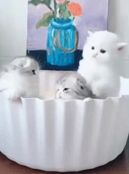 GIF Preview
