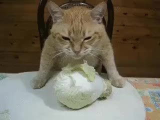 GIF Preview