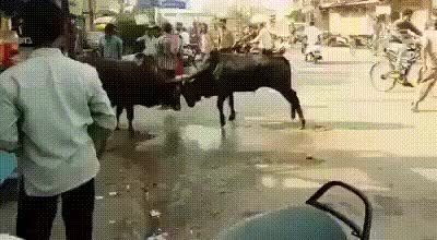 GIF Preview