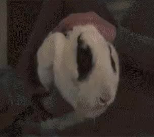 GIF Preview