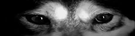 GIF Preview