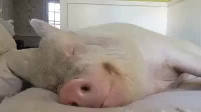 GIF Preview