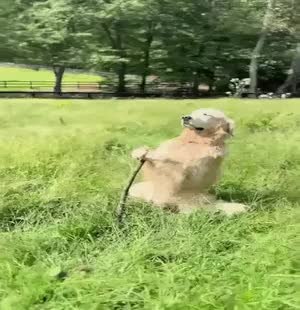 GIF Preview