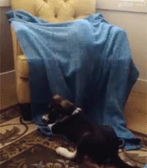 GIF Preview