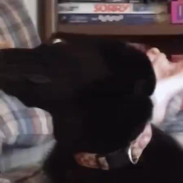 GIF Preview