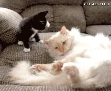 GIF Preview