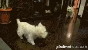 GIF Preview
