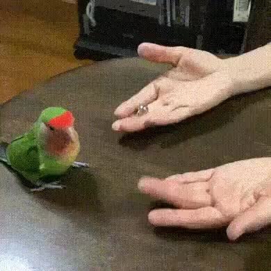 GIF Preview
