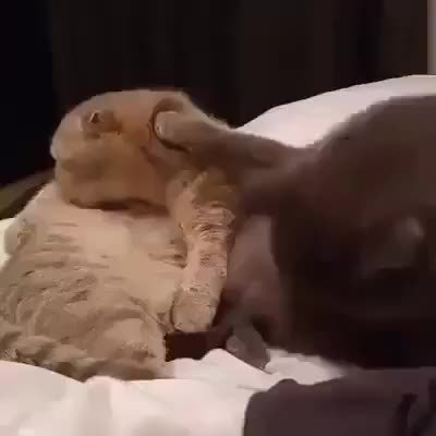 GIF Preview