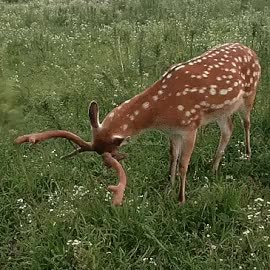 GIF Preview