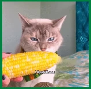 GIF Preview