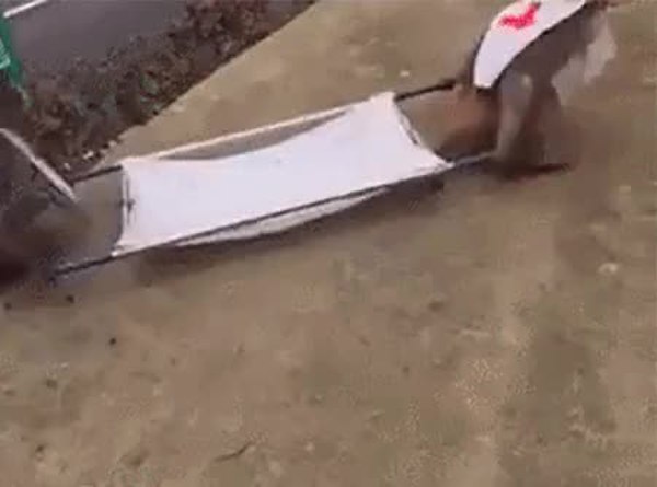 GIF Preview