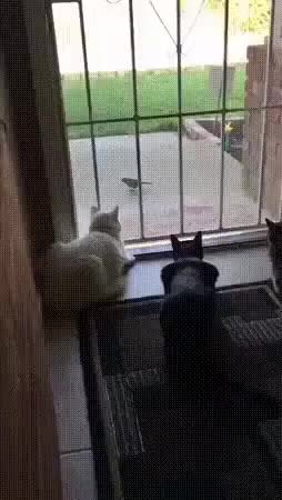 GIF Preview