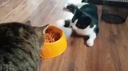 GIF Preview