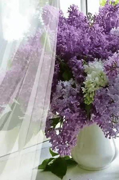 GIF Preview