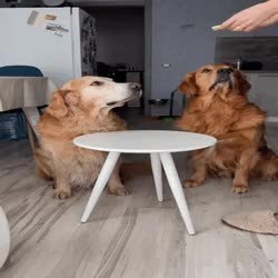 GIF Preview