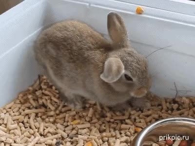 GIF Preview