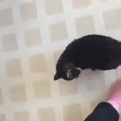 GIF Preview