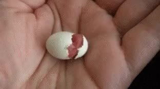 GIF Preview
