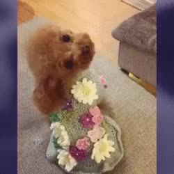 GIF Preview