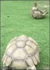 GIF Preview