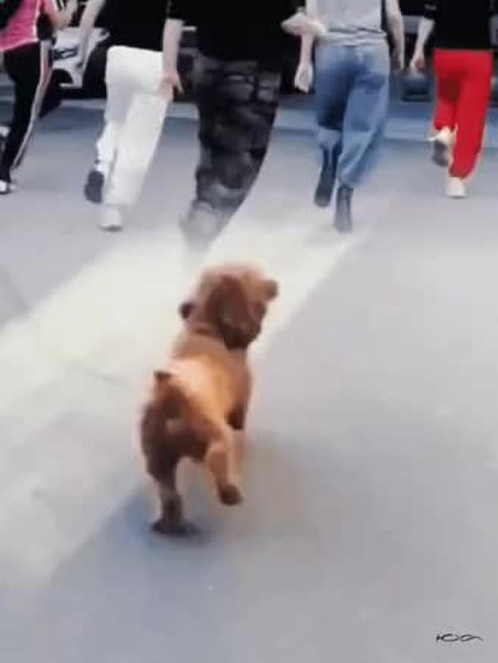 GIF Preview