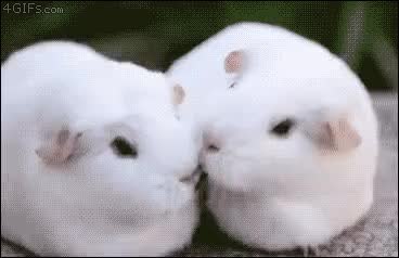 GIF Preview
