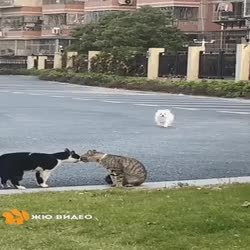 GIF Preview