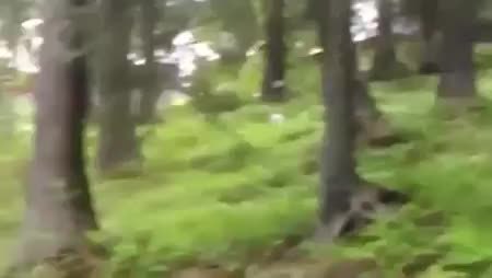 GIF Preview