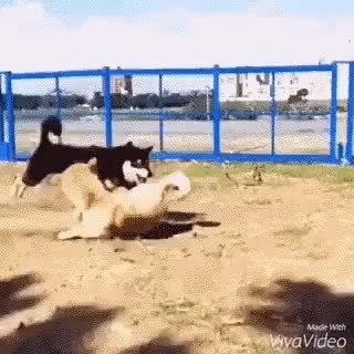 GIF Preview