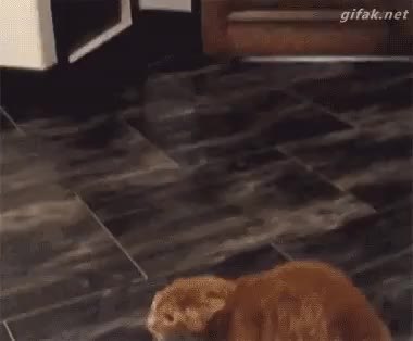 GIF Preview