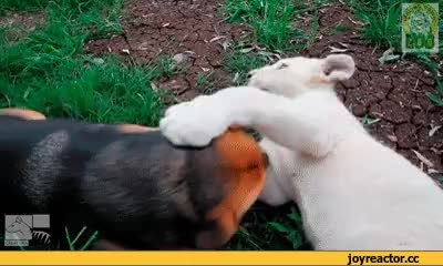 GIF Preview