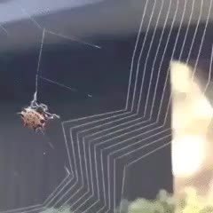 GIF Preview