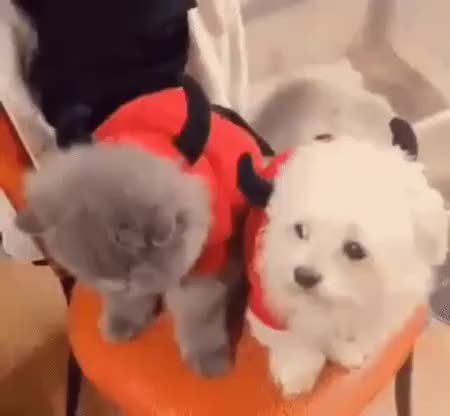 GIF Preview