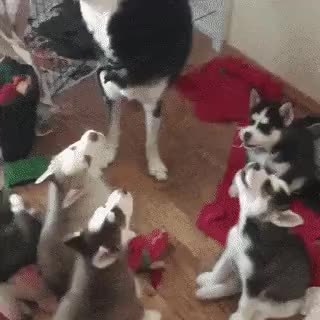 GIF Preview