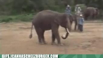 GIF Preview