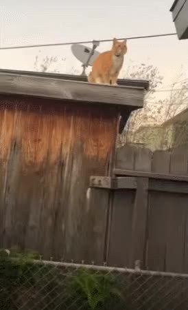 GIF Preview