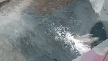 GIF Preview