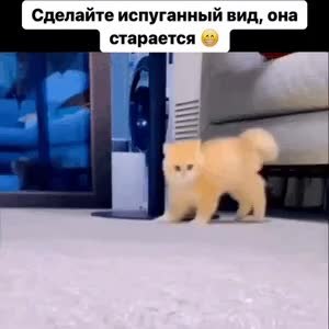 GIF Preview
