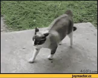 GIF Preview