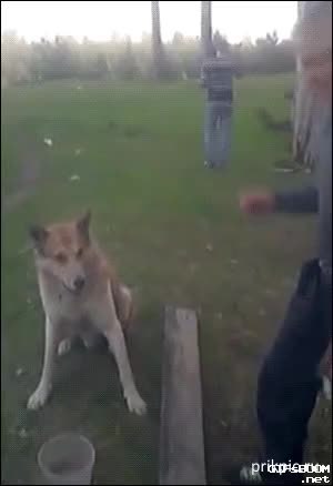 GIF Preview