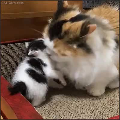 GIF Preview