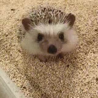 GIF Preview