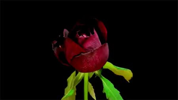 GIF Preview