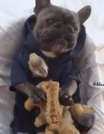 GIF Preview