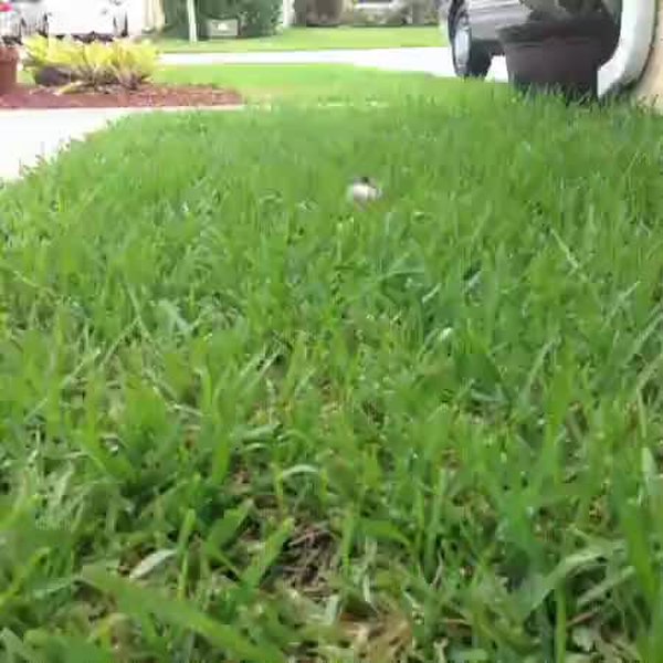 GIF Preview