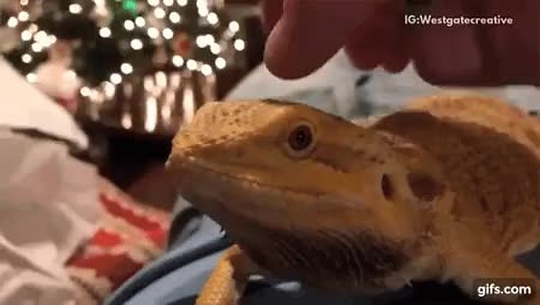 GIF Preview