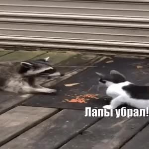 GIF Preview