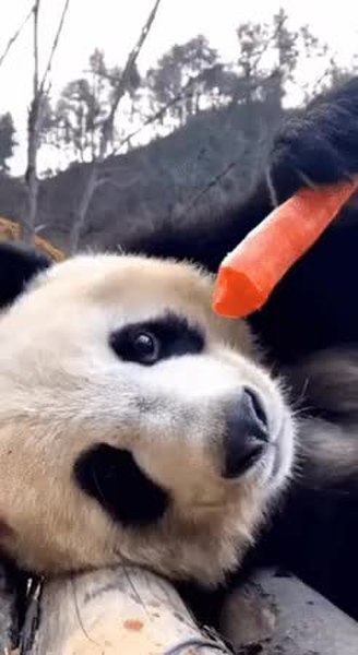 GIF Preview