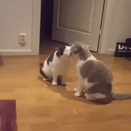 GIF Preview